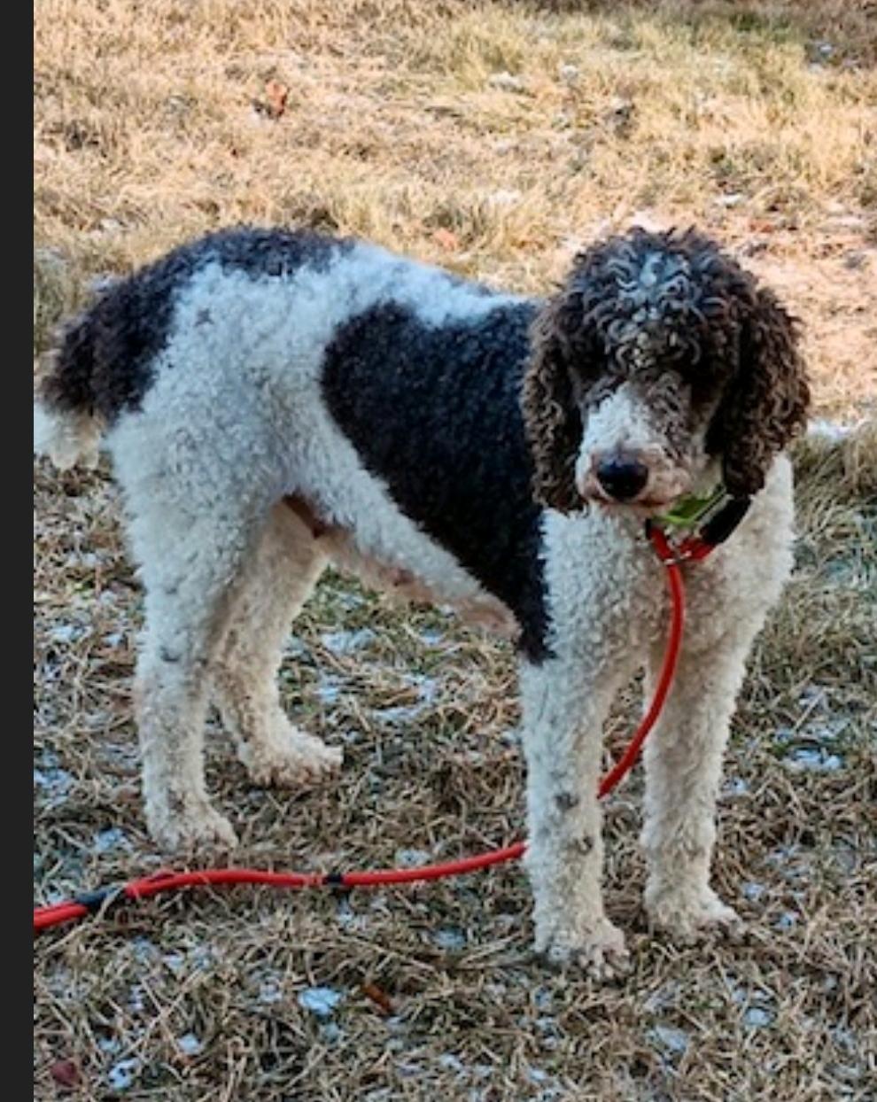 ila-Standard Poodle (in NH), Adopted, Adult Female Standard Poodle.