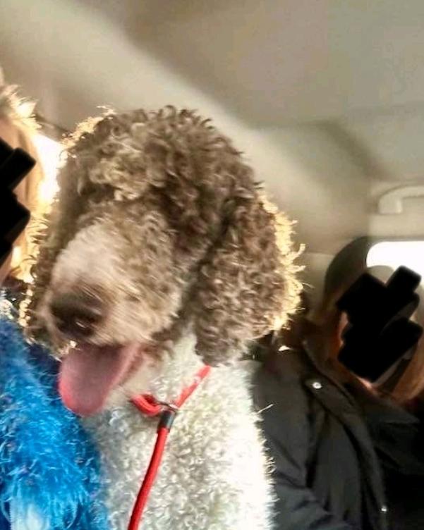 Enlarge ila-Standard Poodle (in NH), a Adopted Standard Poodle in Franklin, MA image 5/6