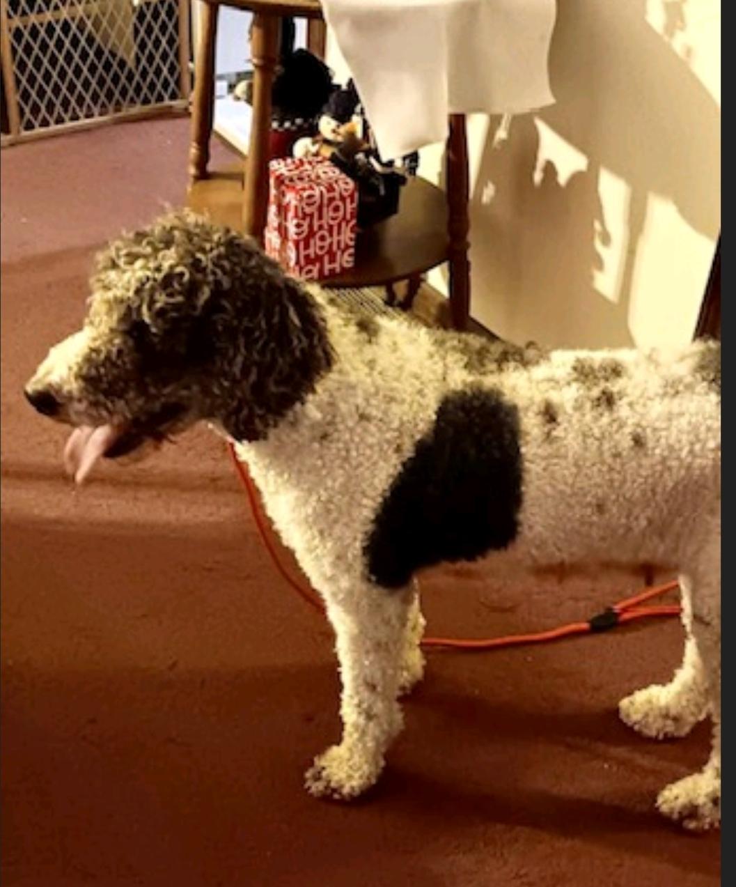 Enlarge ila-Standard Poodle (in NH), a Adopted Standard Poodle in Franklin, MA image 6/6