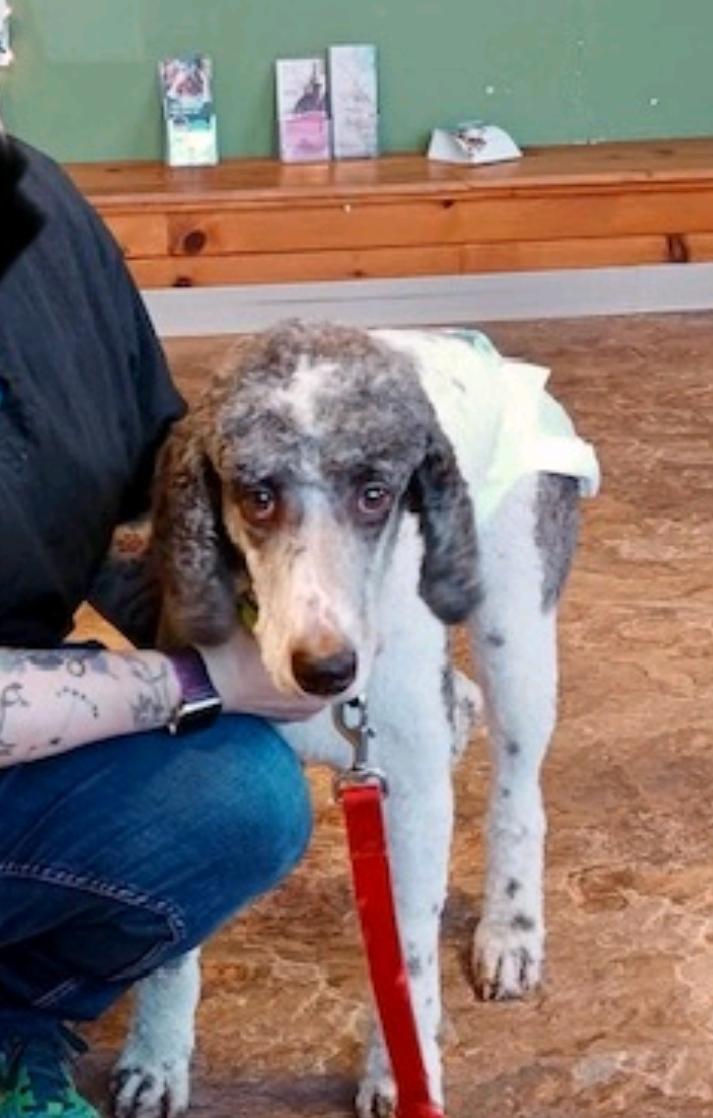 Enlarge ila-Standard Poodle (in NH), a Adopted Standard Poodle in Franklin, MA image 3/6