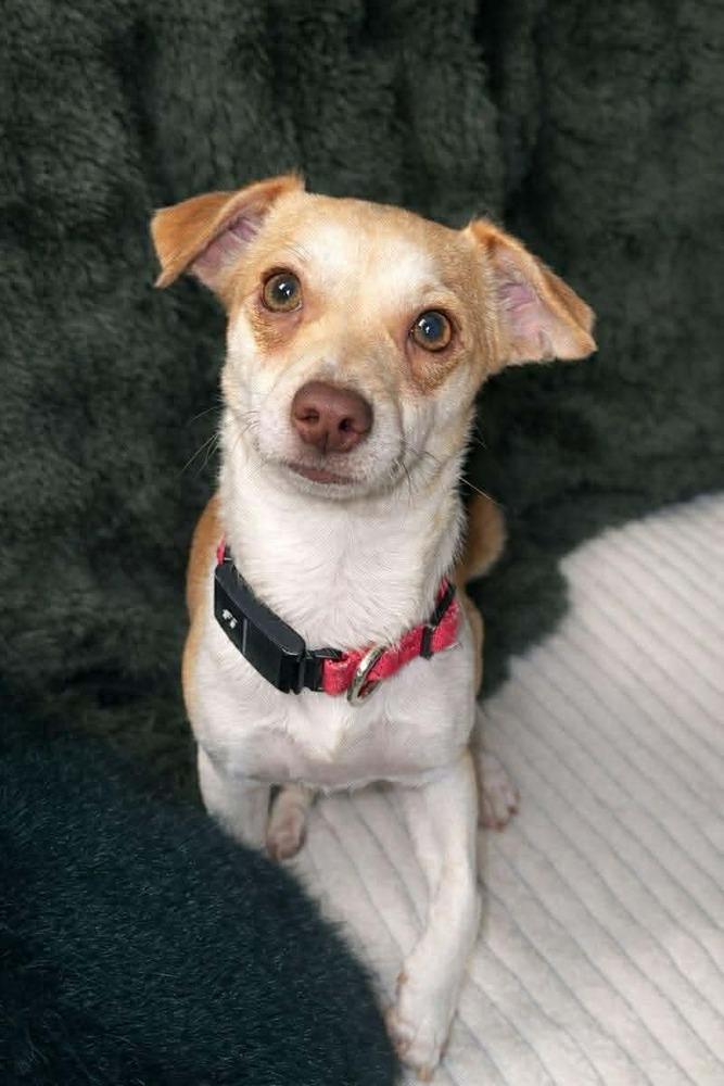 Enlarge Missy, a Adoptable mixed breed in Valley Stream, NY image 1/6