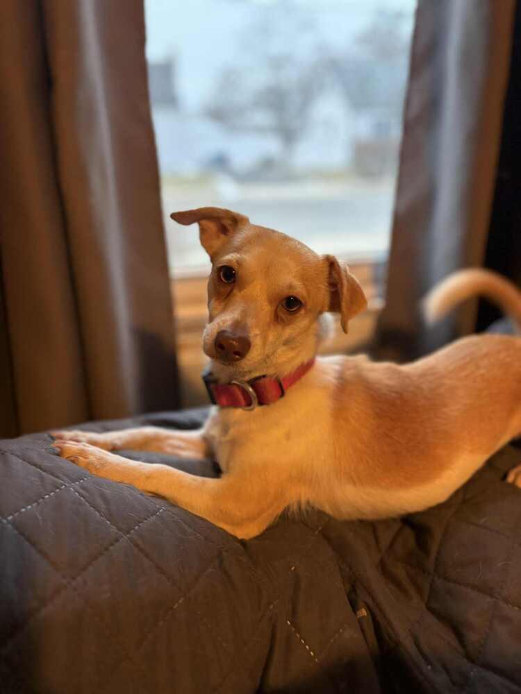 Enlarge Missy, a Adoptable mixed breed in Valley Stream, NY image 2/6