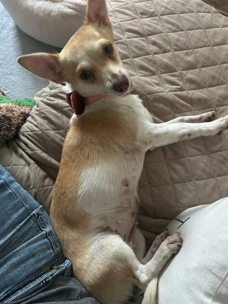 Enlarge Missy, a Adoptable mixed breed in Valley Stream, NY image 3/6