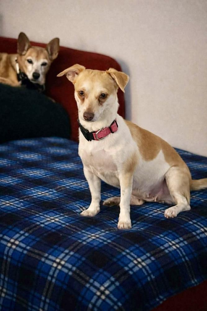 Enlarge Missy, a Adoptable mixed breed in Valley Stream, NY image 5/6