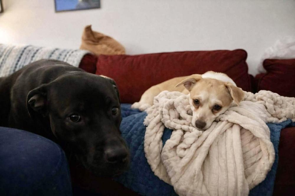 Enlarge Missy, a Adoptable mixed breed in Valley Stream, NY image 6/6