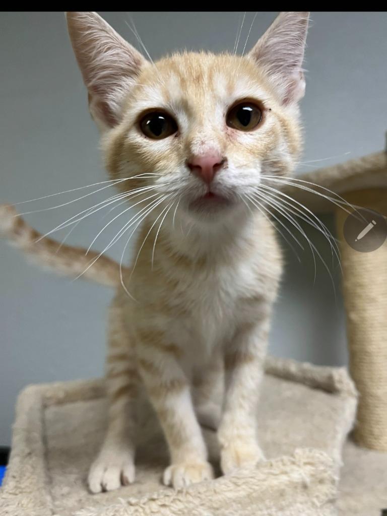 Ozzy, Adopted, Kitten Male Domestic Short Hair.