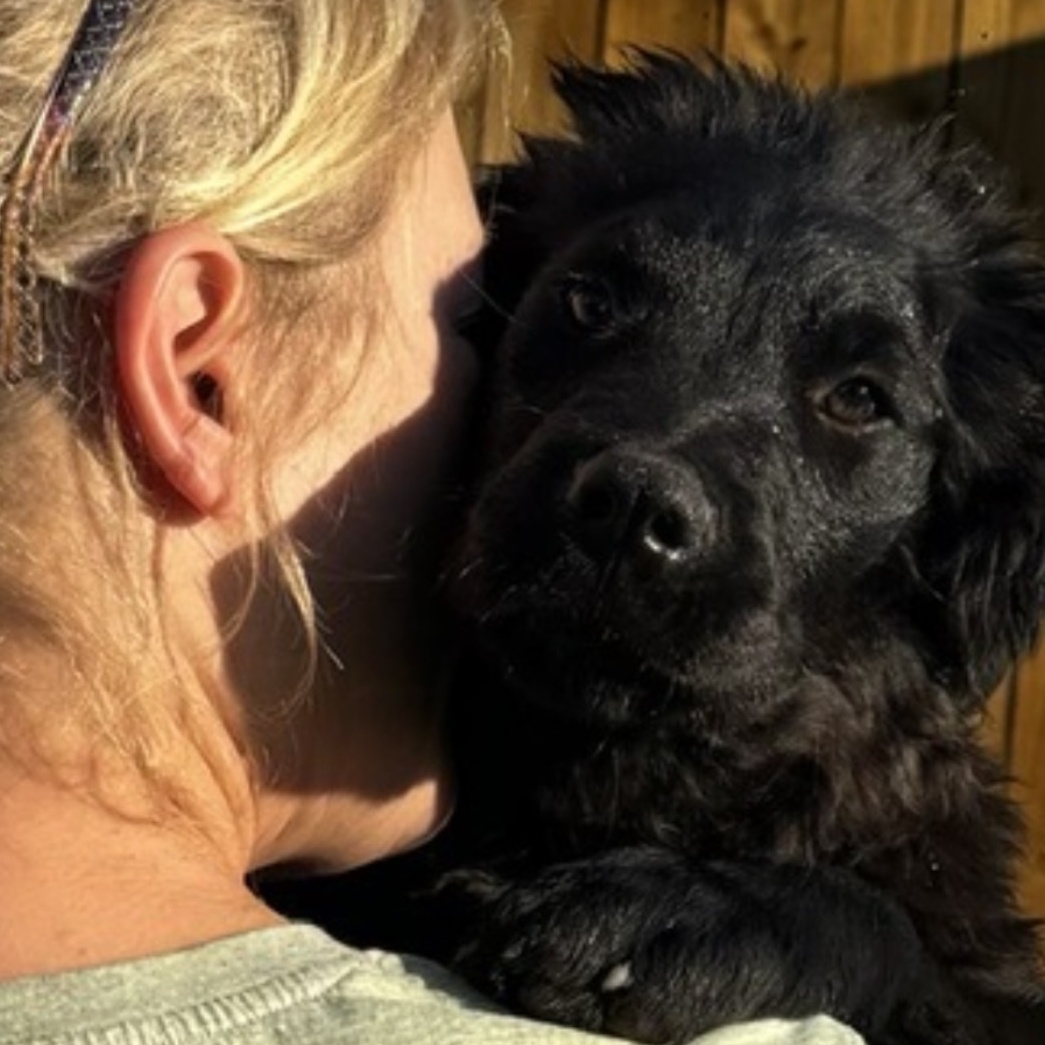 Enlarge Frizzy Freddy, a Adoptable mixed breed in Leesburg, GA image 1/5