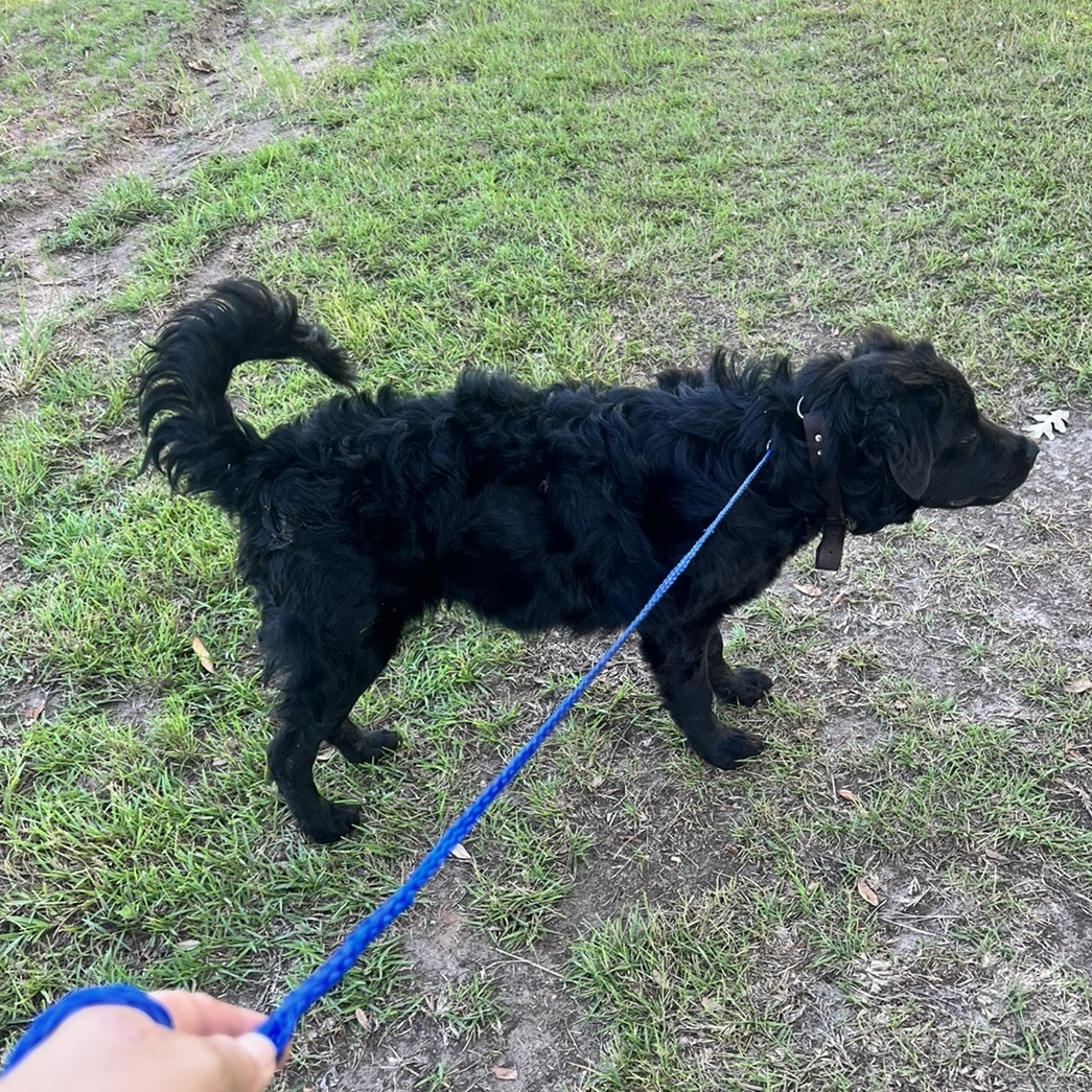 Enlarge Frizzy Freddy, a Adoptable mixed breed in Leesburg, GA image 2/5