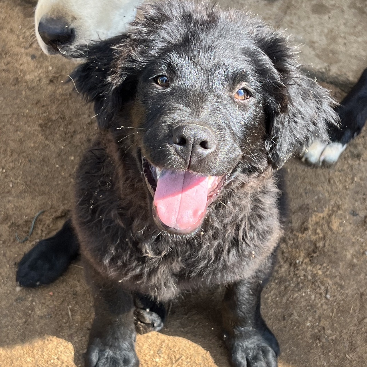 Frizzy Freddy thumbnail 3