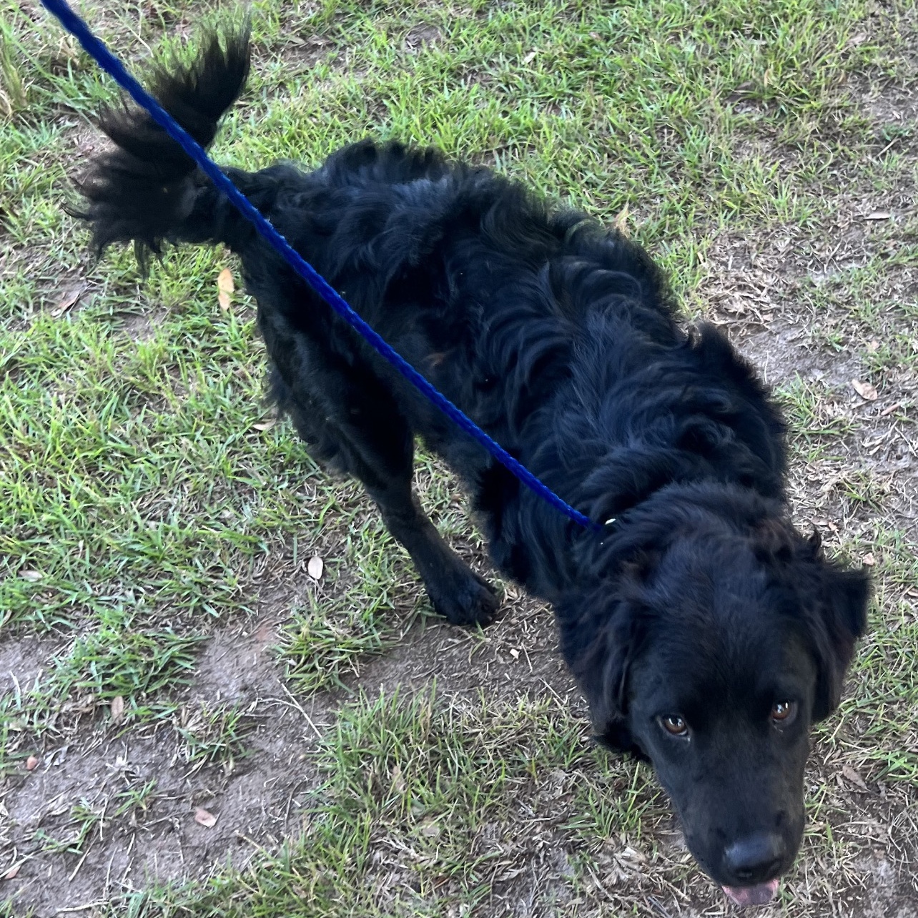 Enlarge Frizzy Freddy, a Adoptable mixed breed in Leesburg, GA image 4/5