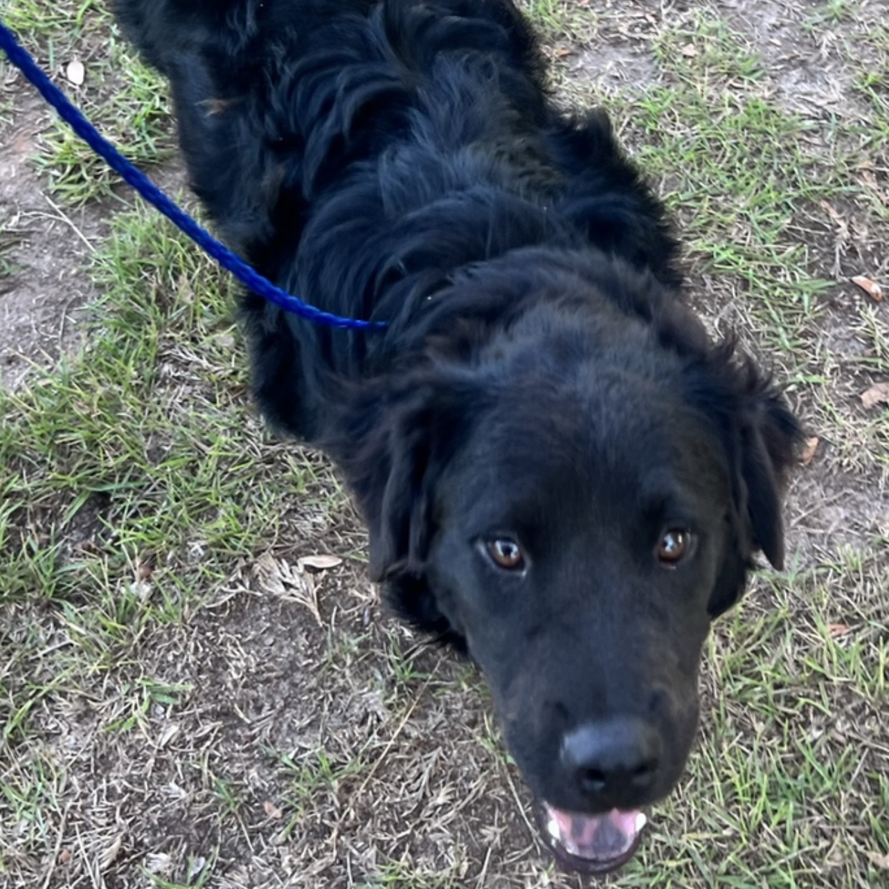 Enlarge Frizzy Freddy, a Adoptable mixed breed in Leesburg, GA image 5/5