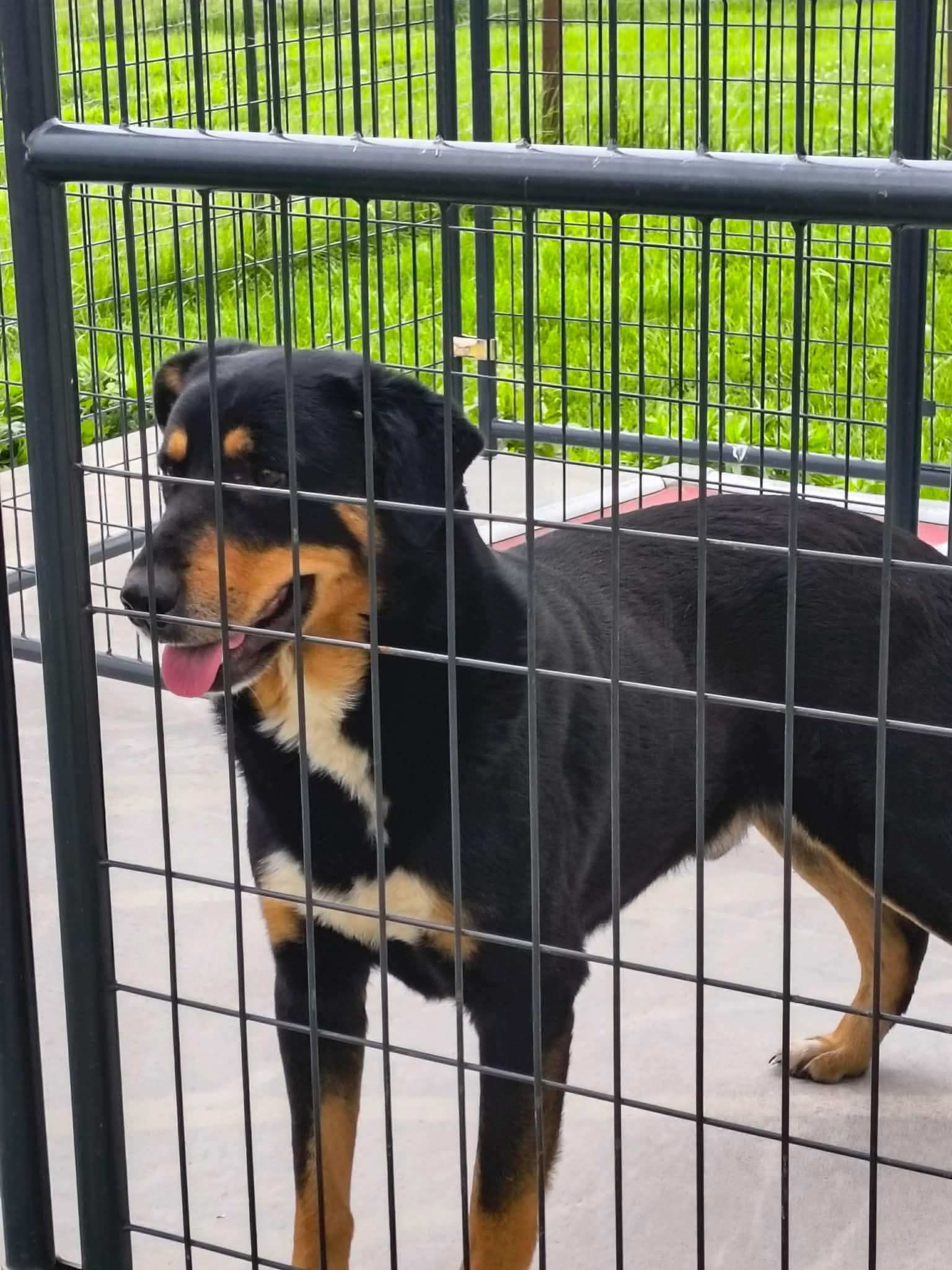 Parker, a Adoptable German Shepherd Dog in Stover, MO image 1/3