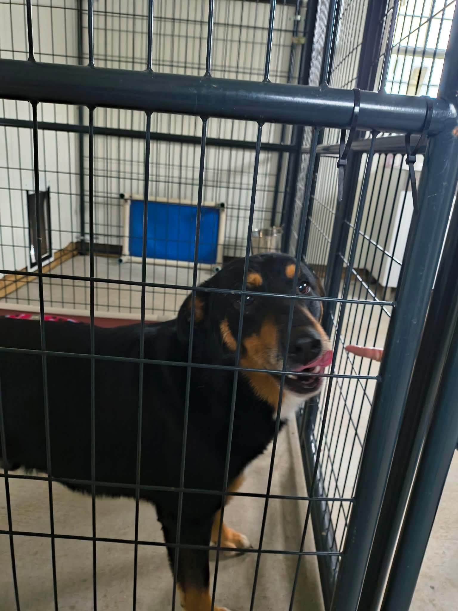 Parker, a Adoptable German Shepherd Dog in Stover, MO image 2/3