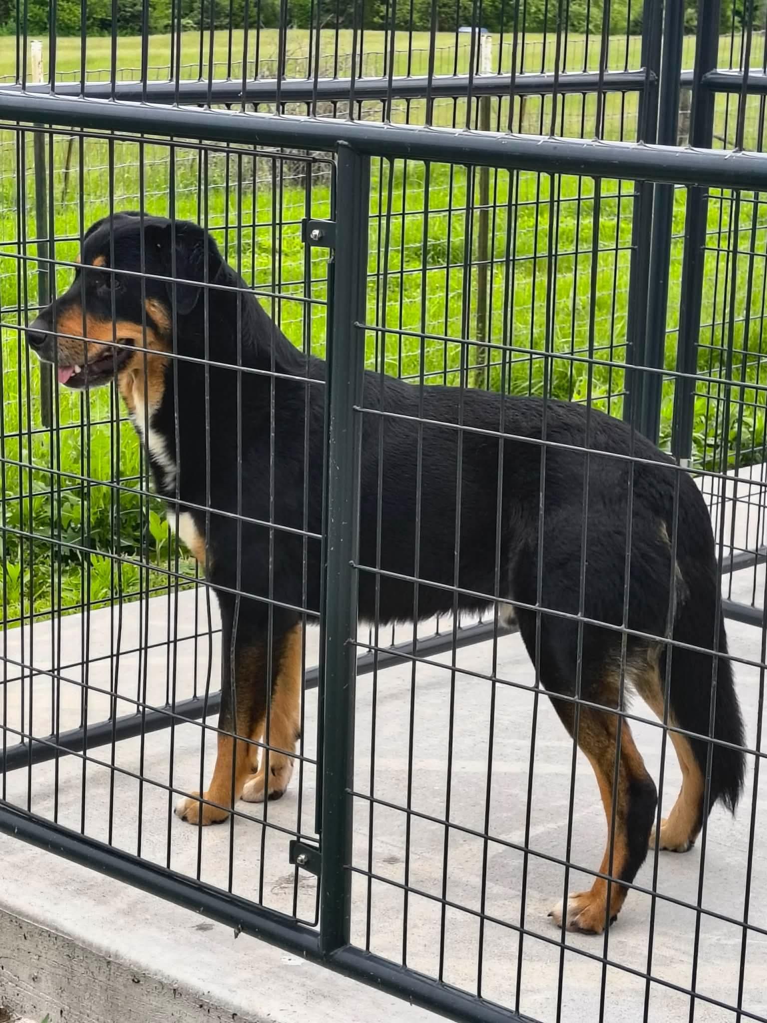 Parker, a Adoptable German Shepherd Dog in Stover, MO image 3/3