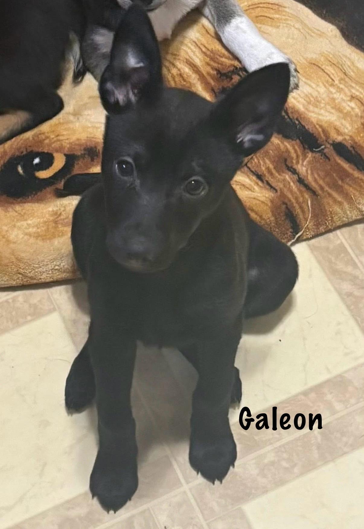 Enlarge Boltan and Galeon, a ADOPTABLE mixed breed in Succasunna, NJ image 2/2