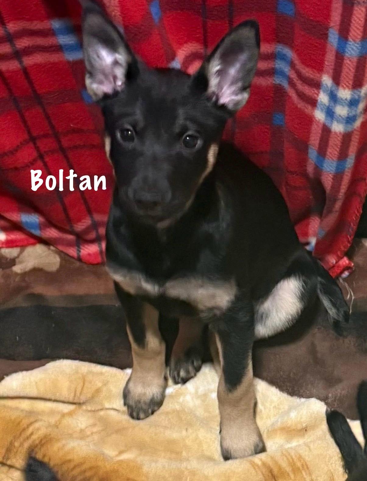 Enlarge Boltan and Galeon, a ADOPTABLE mixed breed in Succasunna, NJ image 1/2