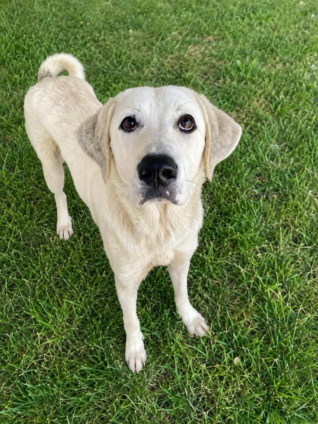 Rollie, ADOPTABLE, Young Female Great Pyrenees & Labrador Retriever.