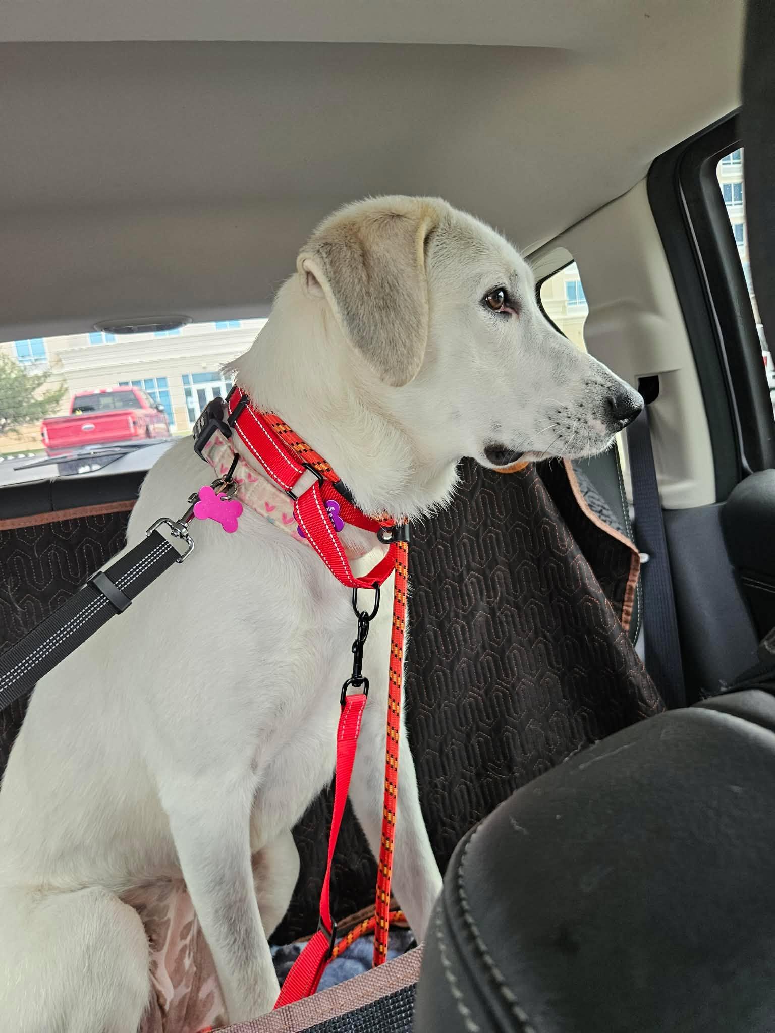 Rollie, a ADOPTABLE mixed breed in Finksburg, MD image 3/5