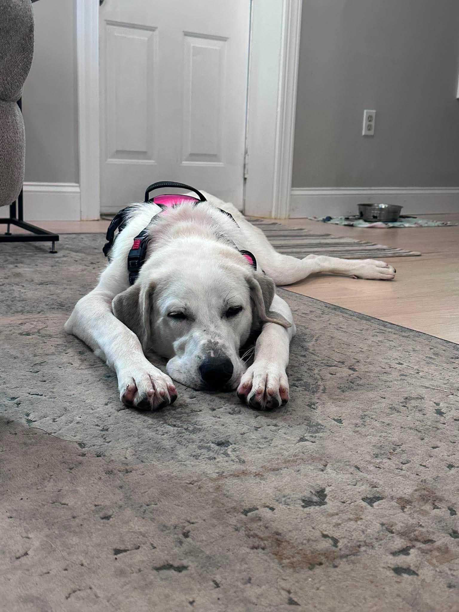 Rollie, a ADOPTABLE mixed breed in Finksburg, MD image 4/5