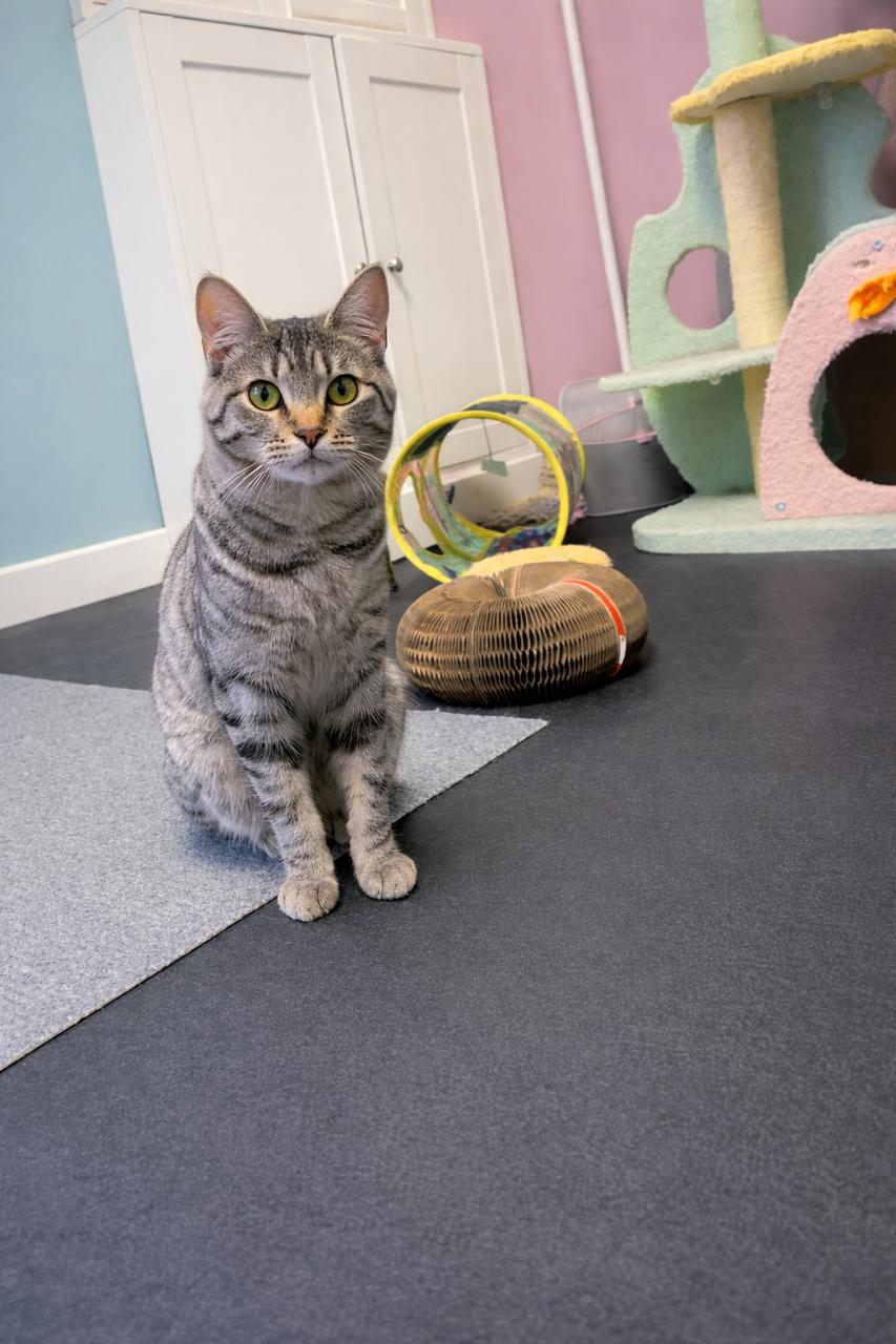 Squirrel (Bonded TRIO), an adopted Tabby in Los Angeles, CA image 1/6