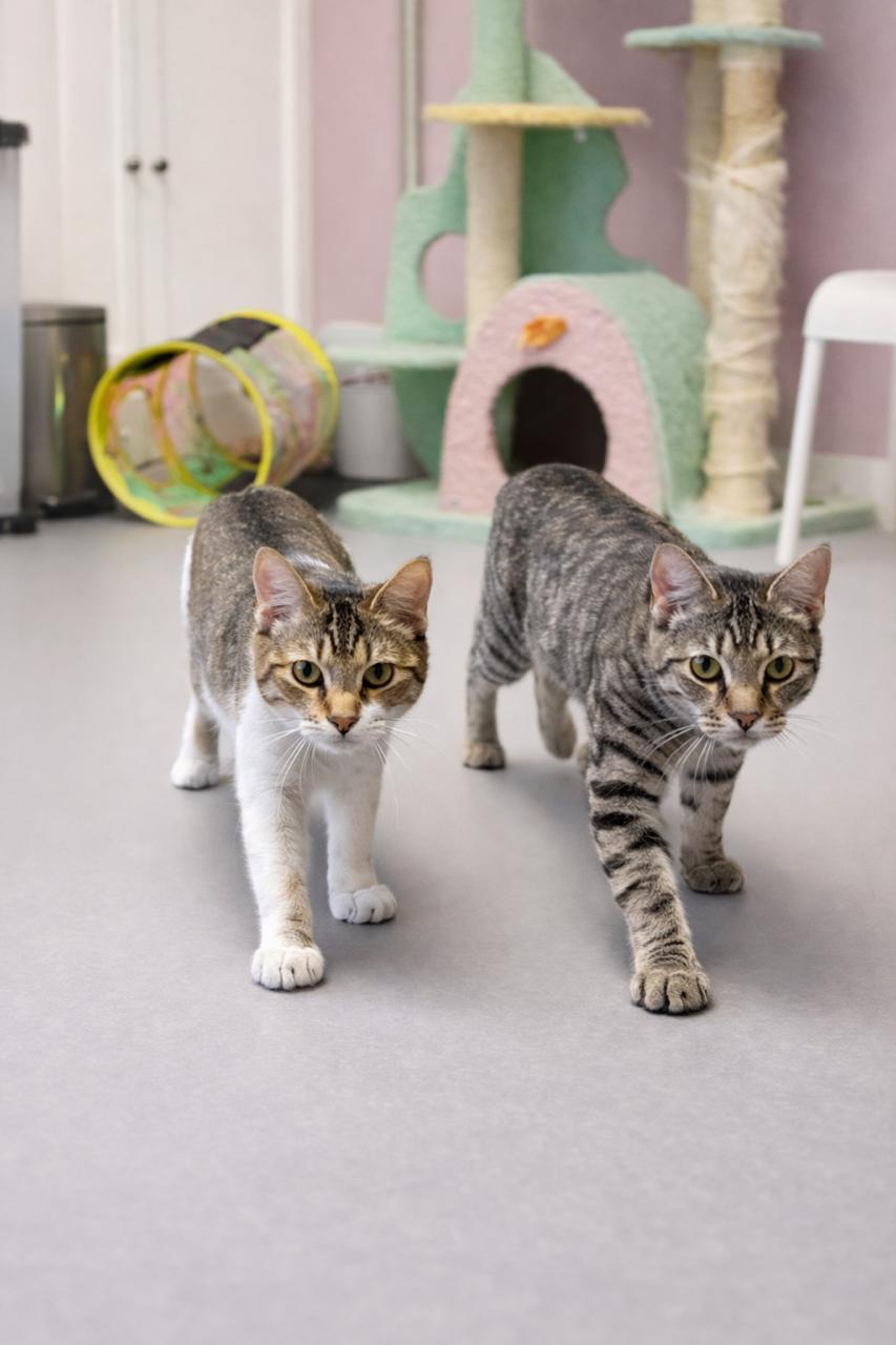 Squirrel (Bonded TRIO), an adopted Tabby in Los Angeles, CA image 6/6