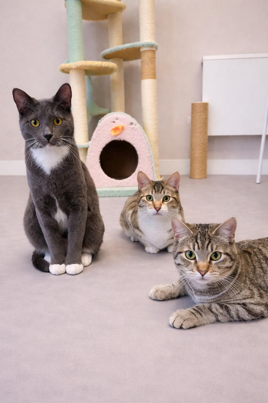 Squirrel (Bonded TRIO), an adopted Tabby in Los Angeles, CA image 5/6