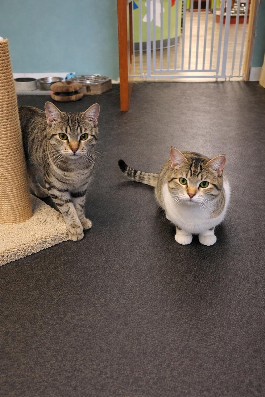 Squirrel (Bonded TRIO), an adopted Tabby in Los Angeles, CA image 4/6