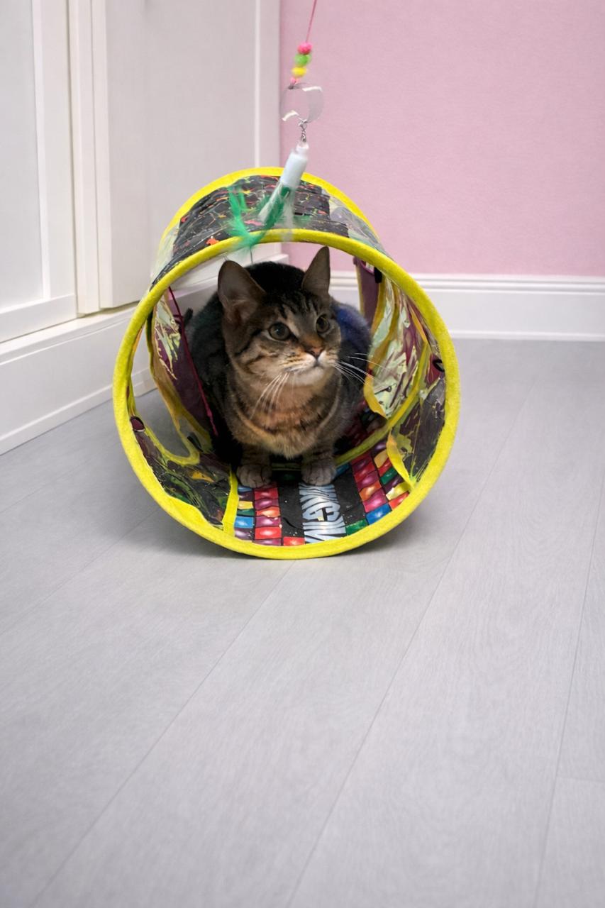 Squirrel (Bonded TRIO), an adopted Tabby in Los Angeles, CA image 2/6
