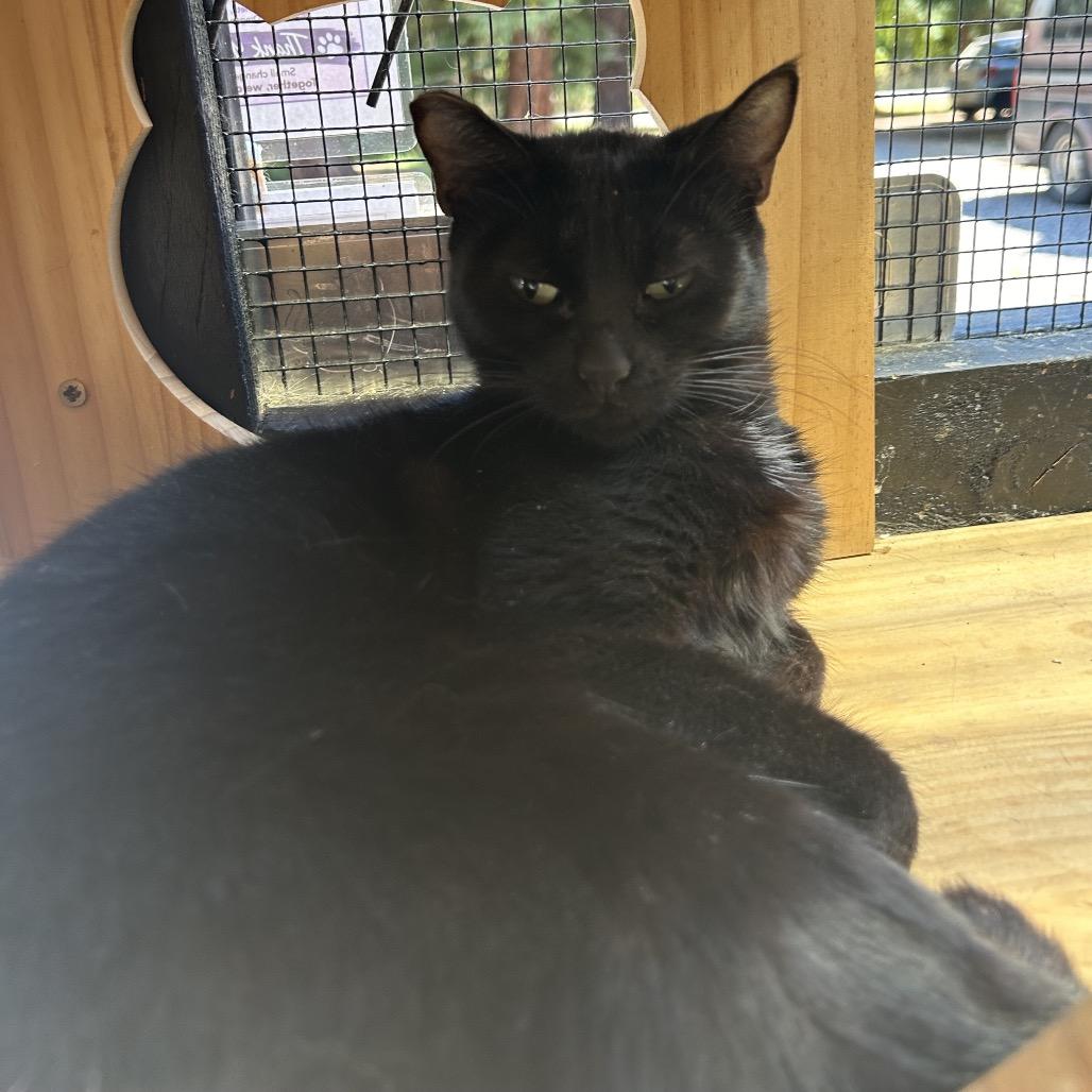Enlarge Potion, a Adoptable Domestic Short Hair in Veneta, OR image 1/2