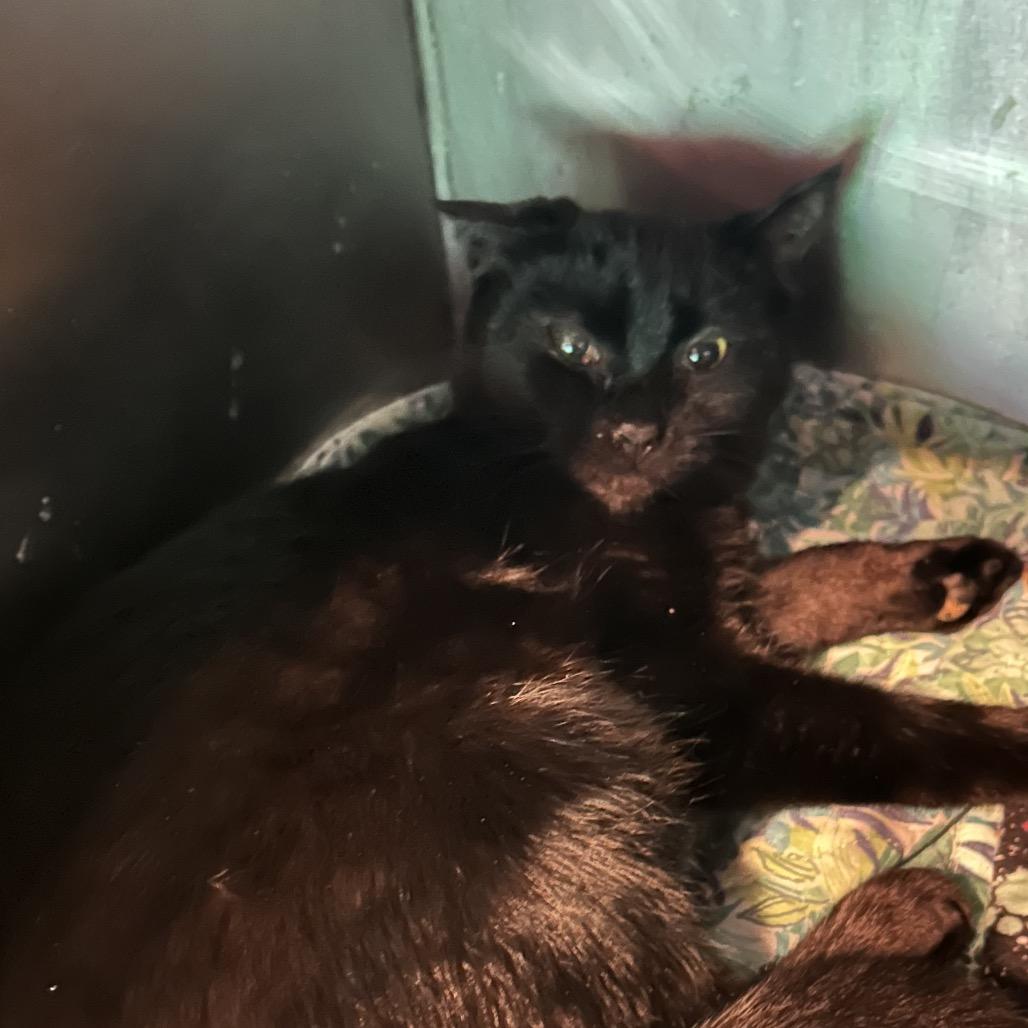 Enlarge Potion, a Adoptable Domestic Short Hair in Veneta, OR image 1/1