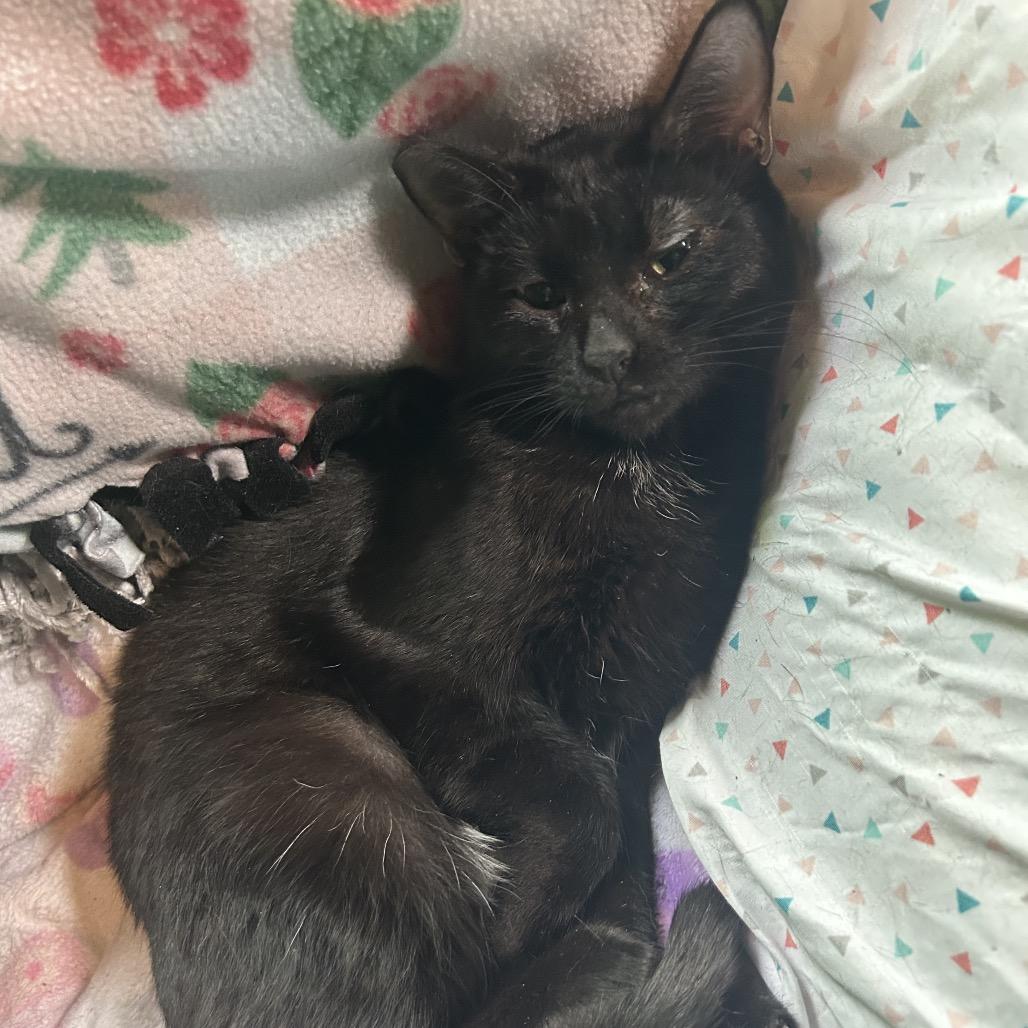 Enlarge Potion, a Adoptable Domestic Short Hair in Veneta, OR image 1/1