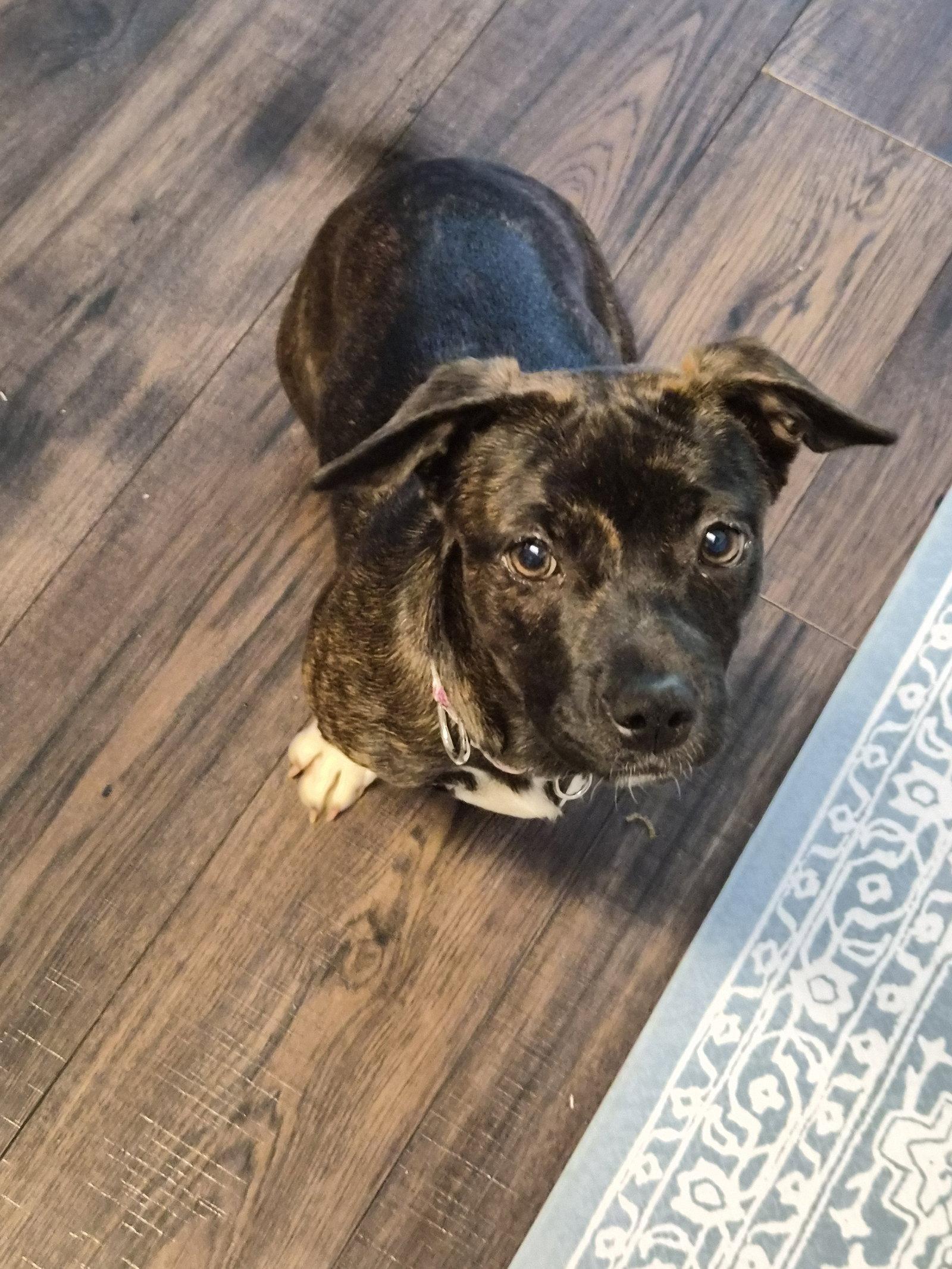 Shiloh, Adopted, Young Female Dachshund & Chihuahua.