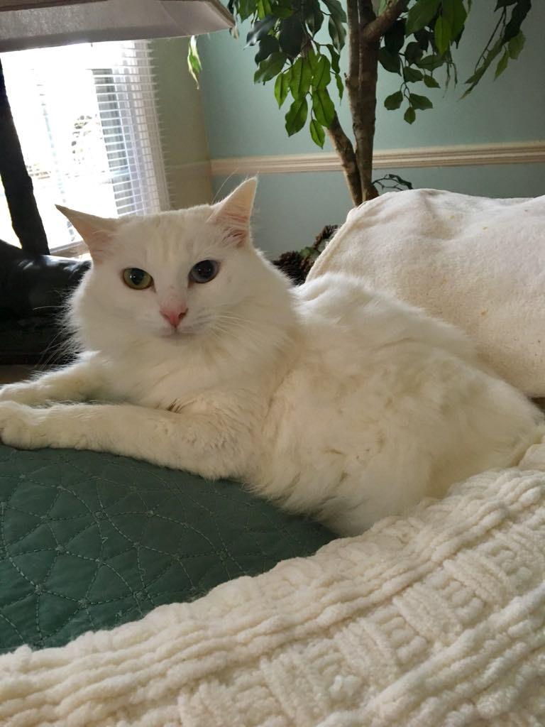 Enlarge Princess, a Adoptable mixed breed in Memphis, TN image 1/4