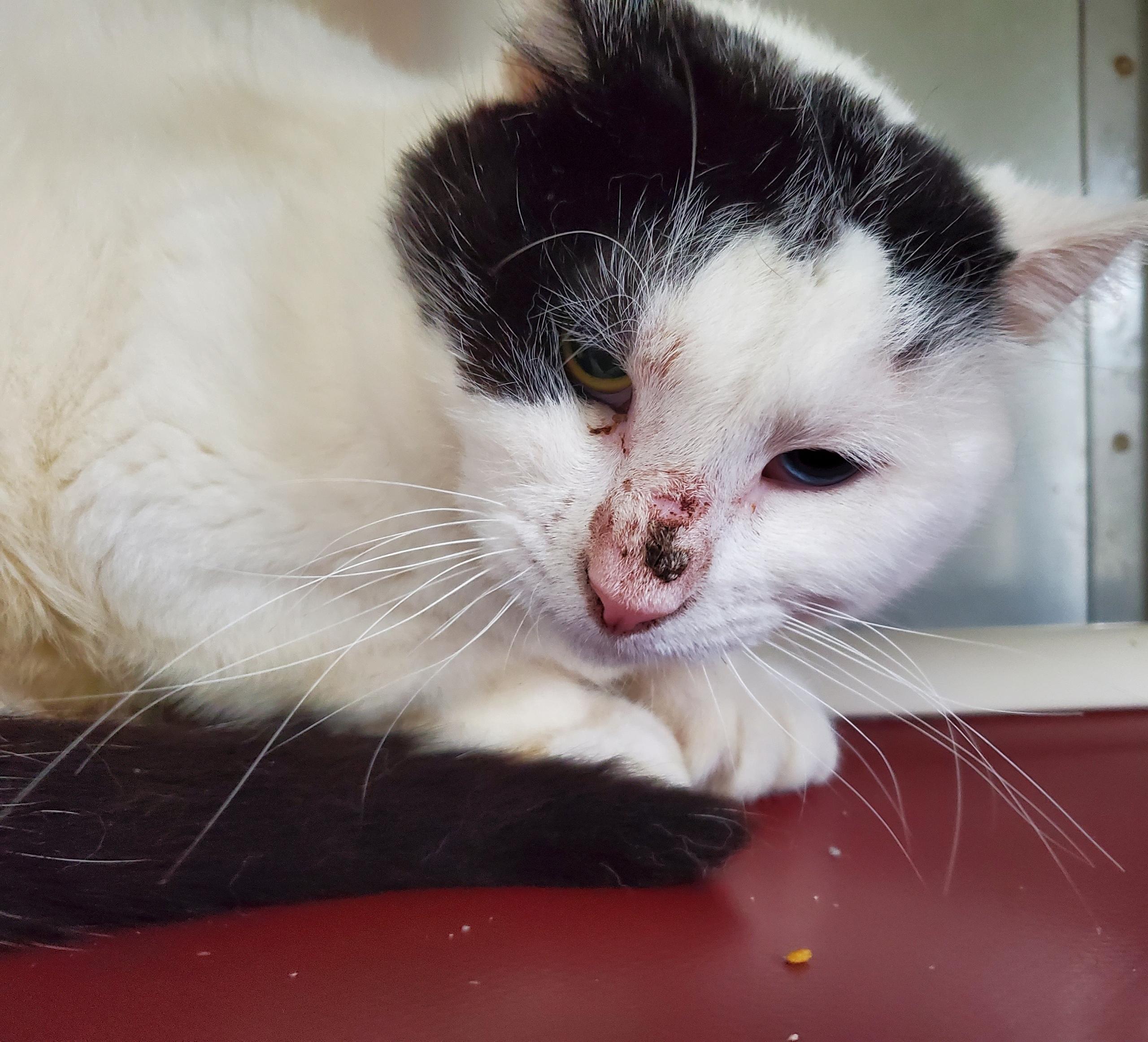 Minx aka Norman, Adoptable, Adult Male Domestic Short Hair.