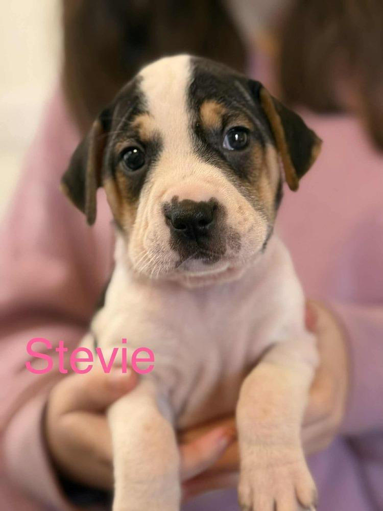 Enlarge Stevie, a Adoptable mixed breed in Syracuse, NY image 1/6