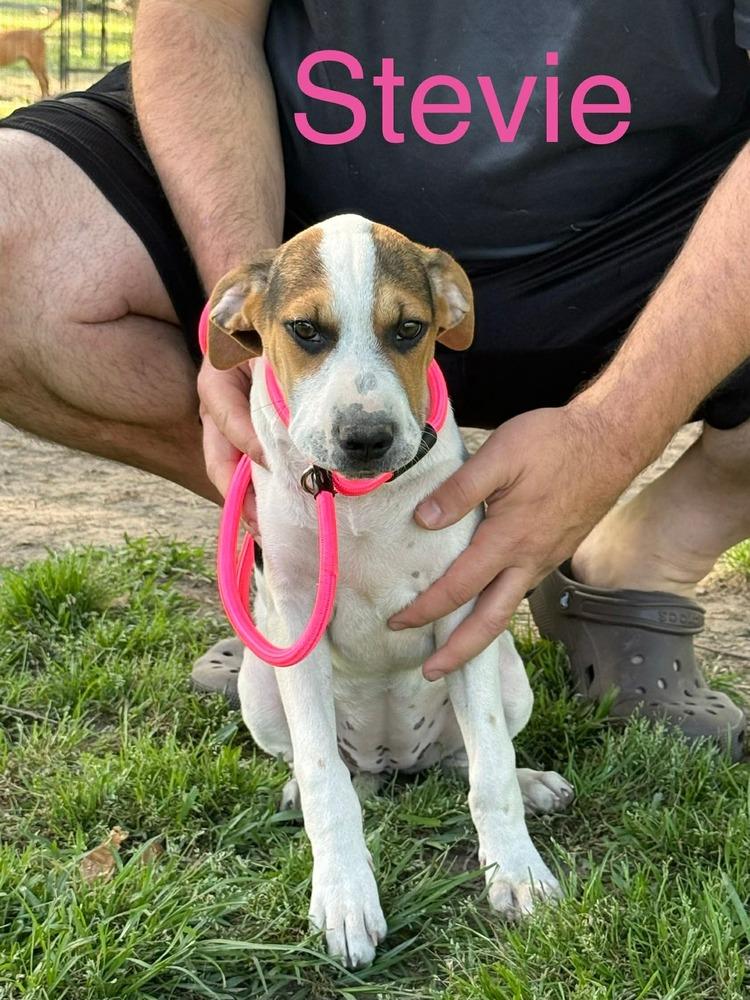 Enlarge Stevie, a Adoptable mixed breed in Syracuse, NY image 2/6