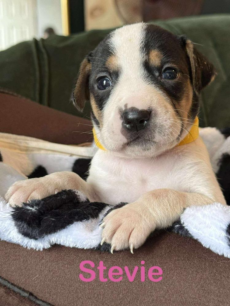 Enlarge Stevie, a Adoptable mixed breed in Syracuse, NY image 2/6