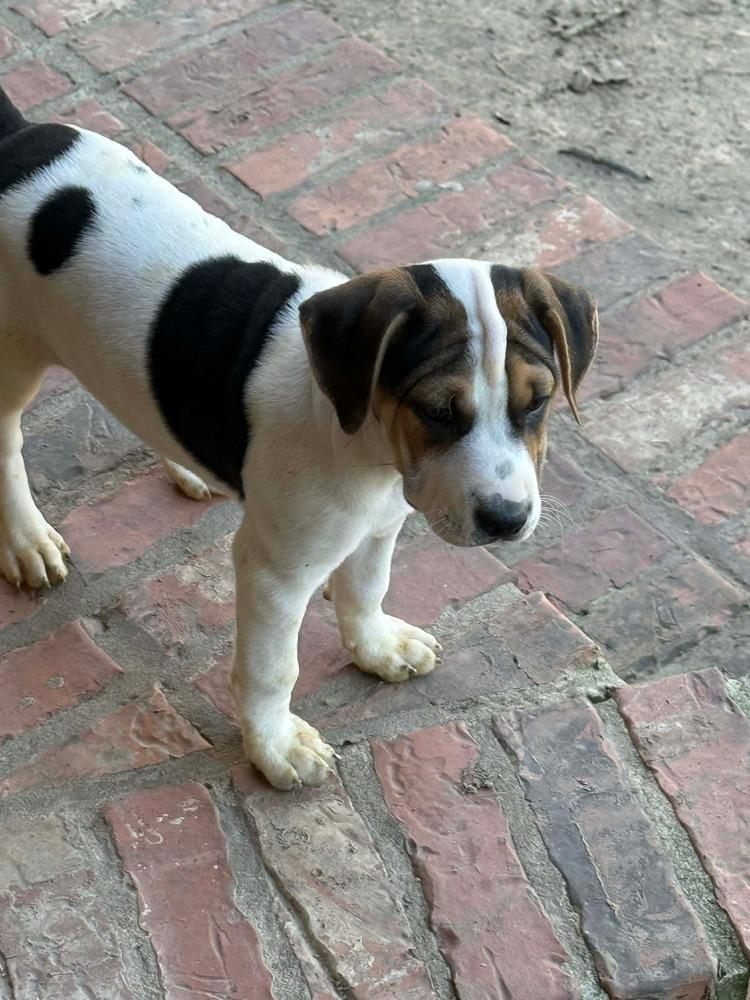 Enlarge Stevie, a Adoptable mixed breed in Syracuse, NY image 3/6