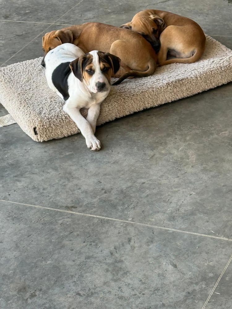 Enlarge Stevie, a Adoptable mixed breed in Syracuse, NY image 4/6