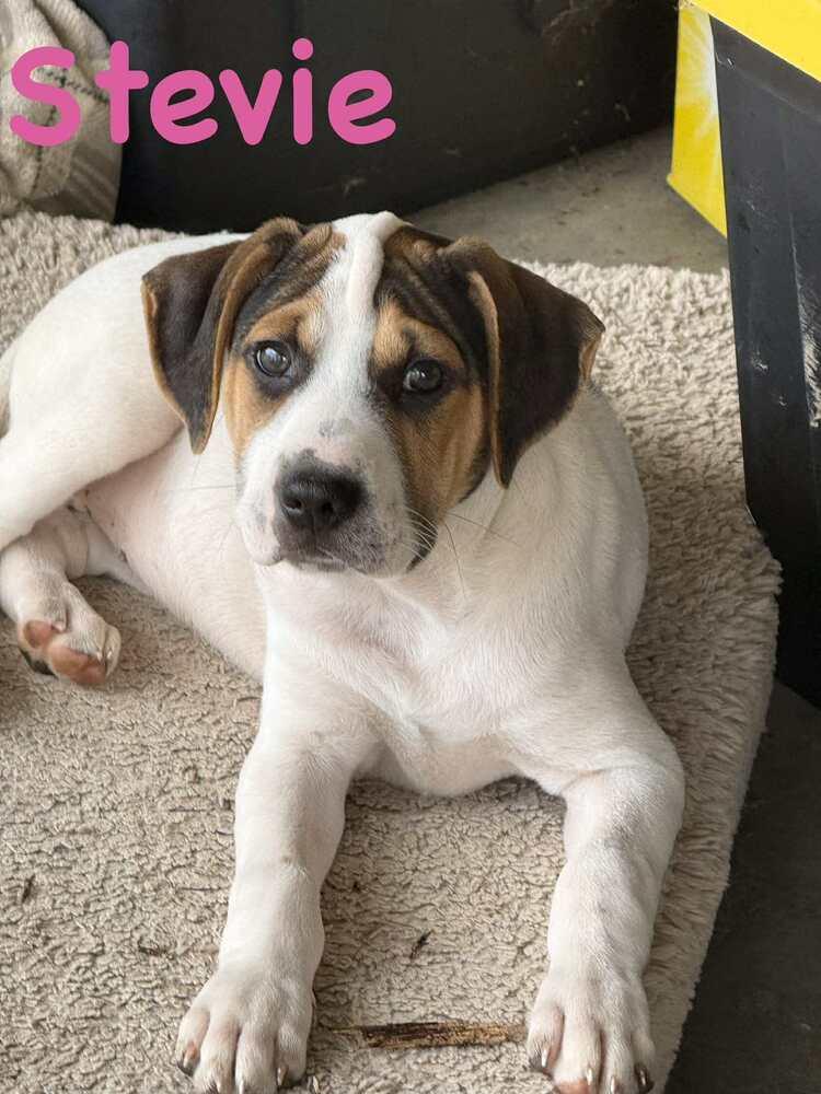 Enlarge Stevie, a Adoptable mixed breed in Syracuse, NY image 5/6