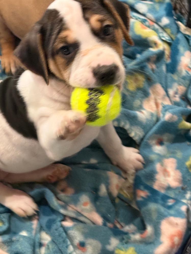 Enlarge Stevie, a Adoptable mixed breed in Syracuse, NY image 6/6