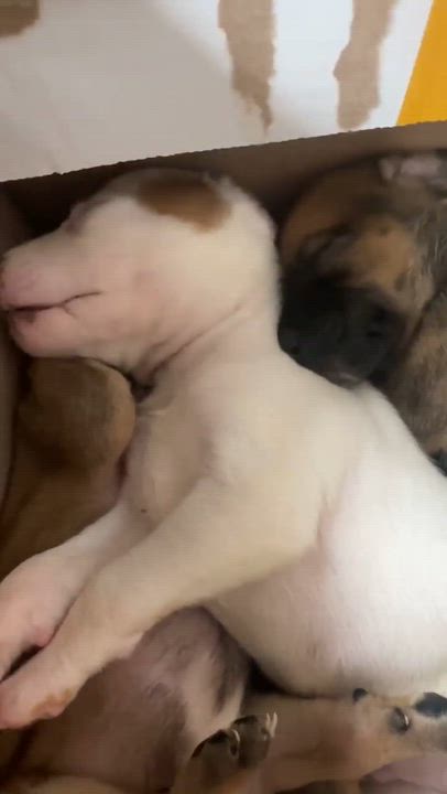 Enlarge Stevie, a Adoptable mixed breed in Syracuse, NY video 6/6