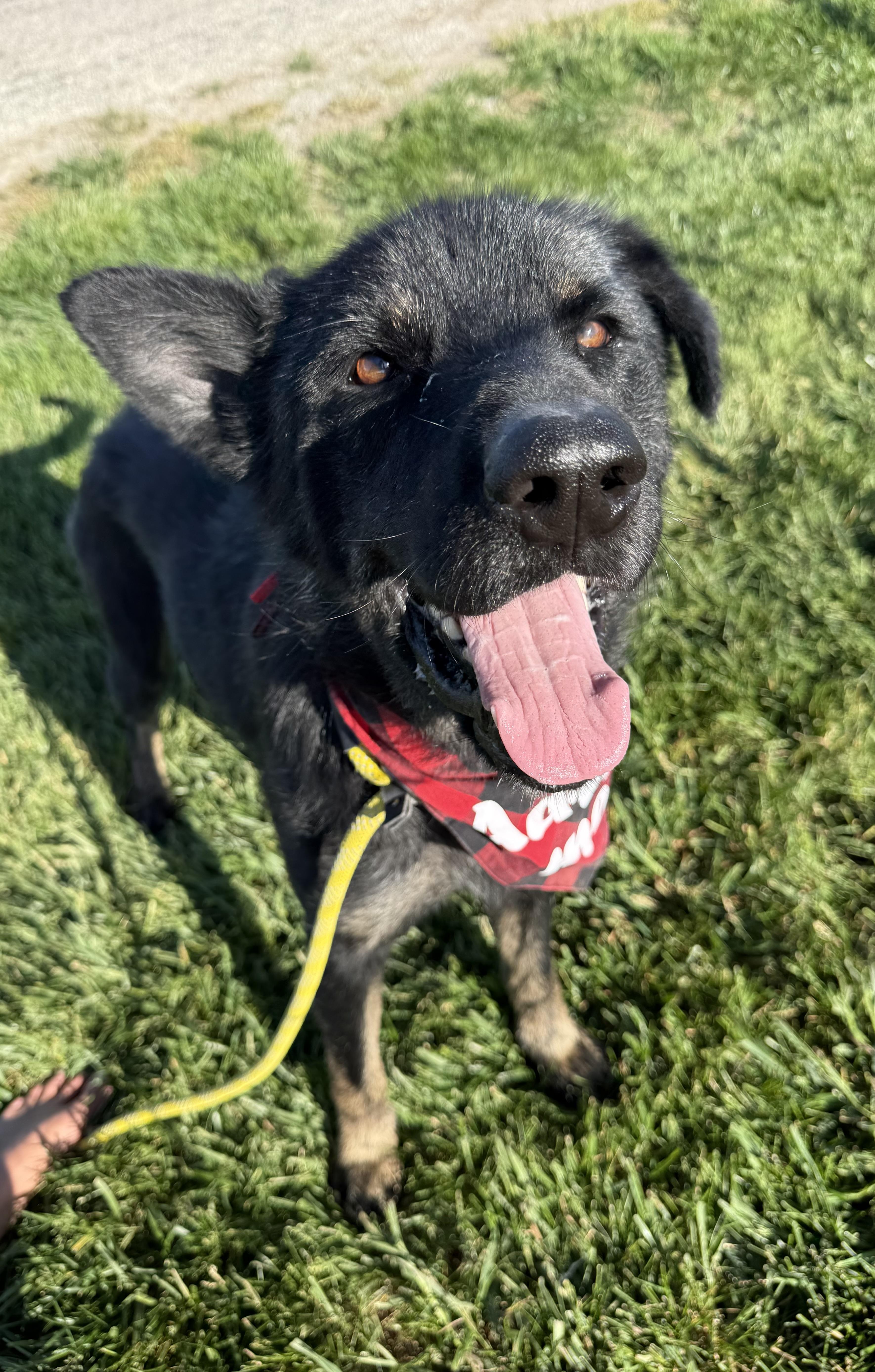 Enlarge Nigel, a ADOPTABLE mixed breed in Hiawatha, KS image 3/3