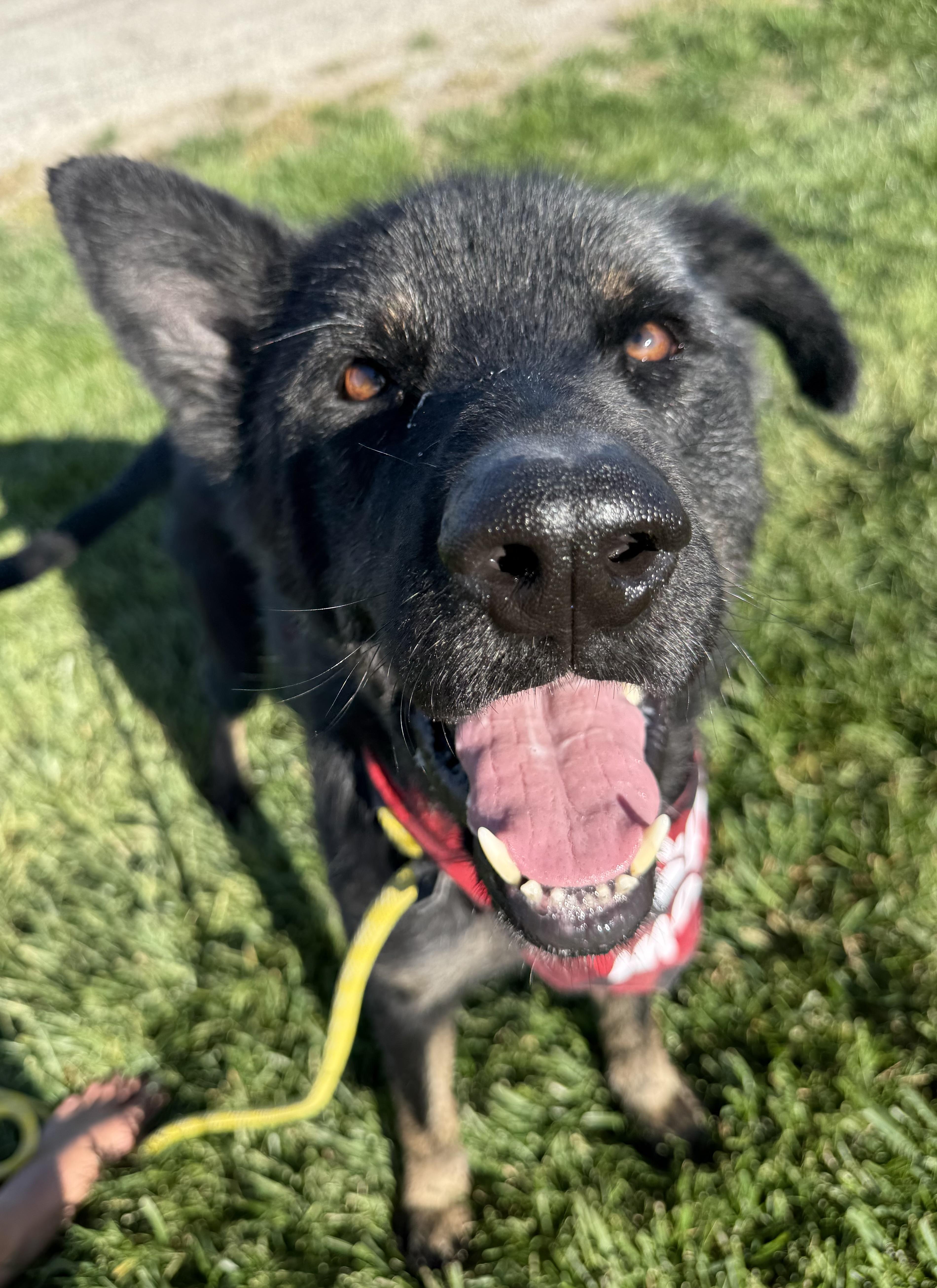 Enlarge Nigel, a ADOPTABLE mixed breed in Hiawatha, KS image 1/3