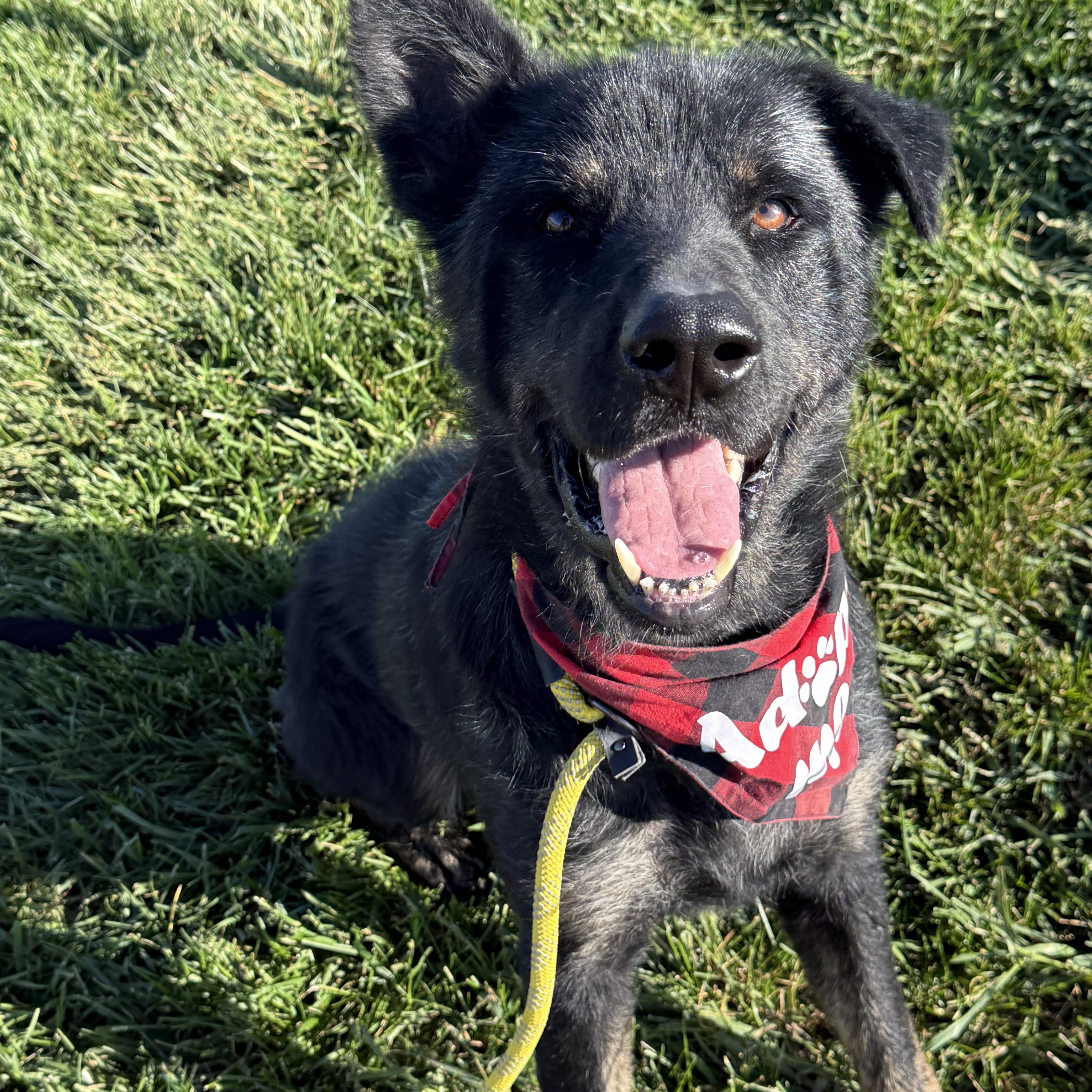 Enlarge Nigel, a ADOPTABLE mixed breed in Hiawatha, KS image 2/3