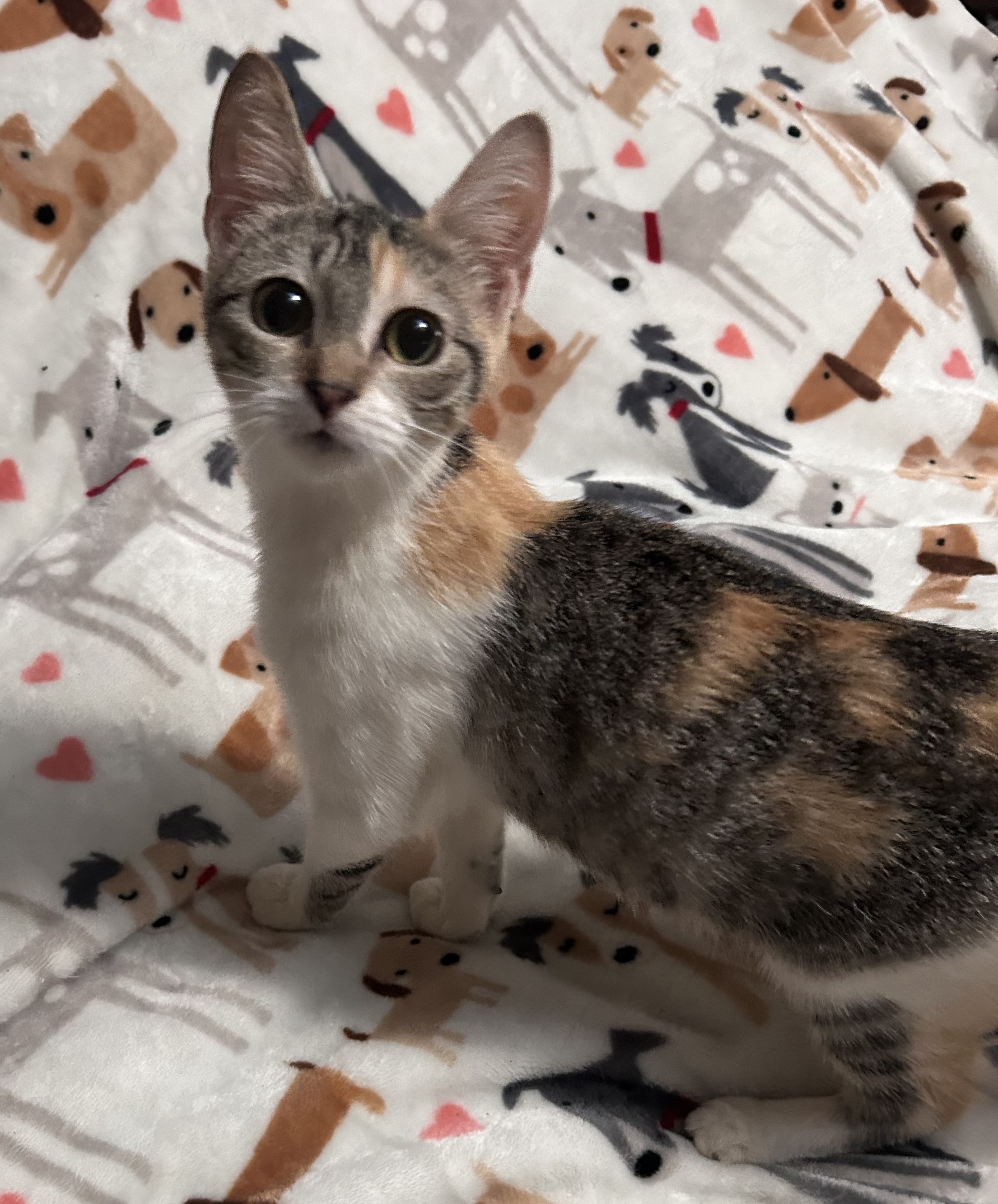 Adele, Young Female Torbie