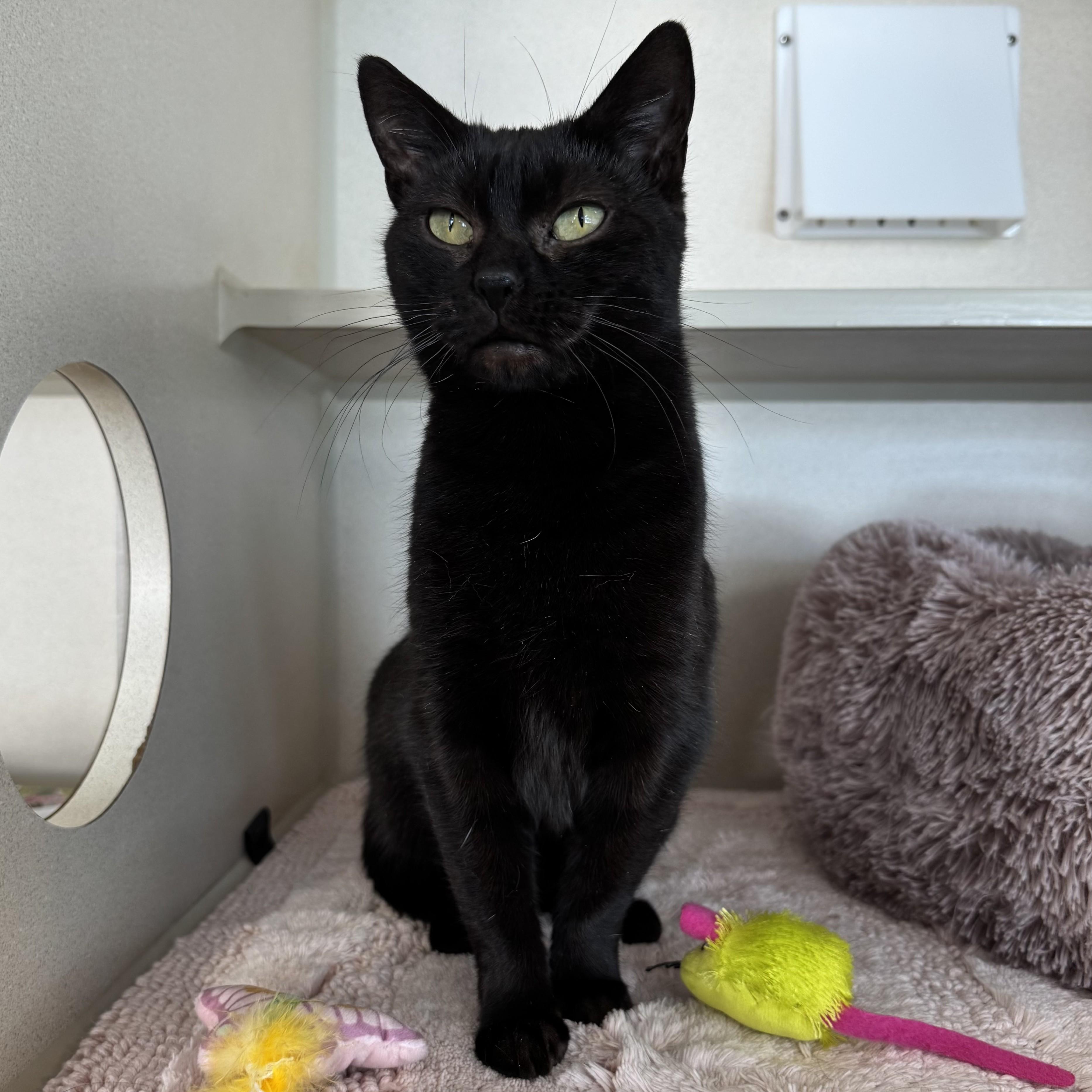 Enlarge Sharpei, a ADOPTABLE Domestic Short Hair in Eatontown, NJ image 5/6