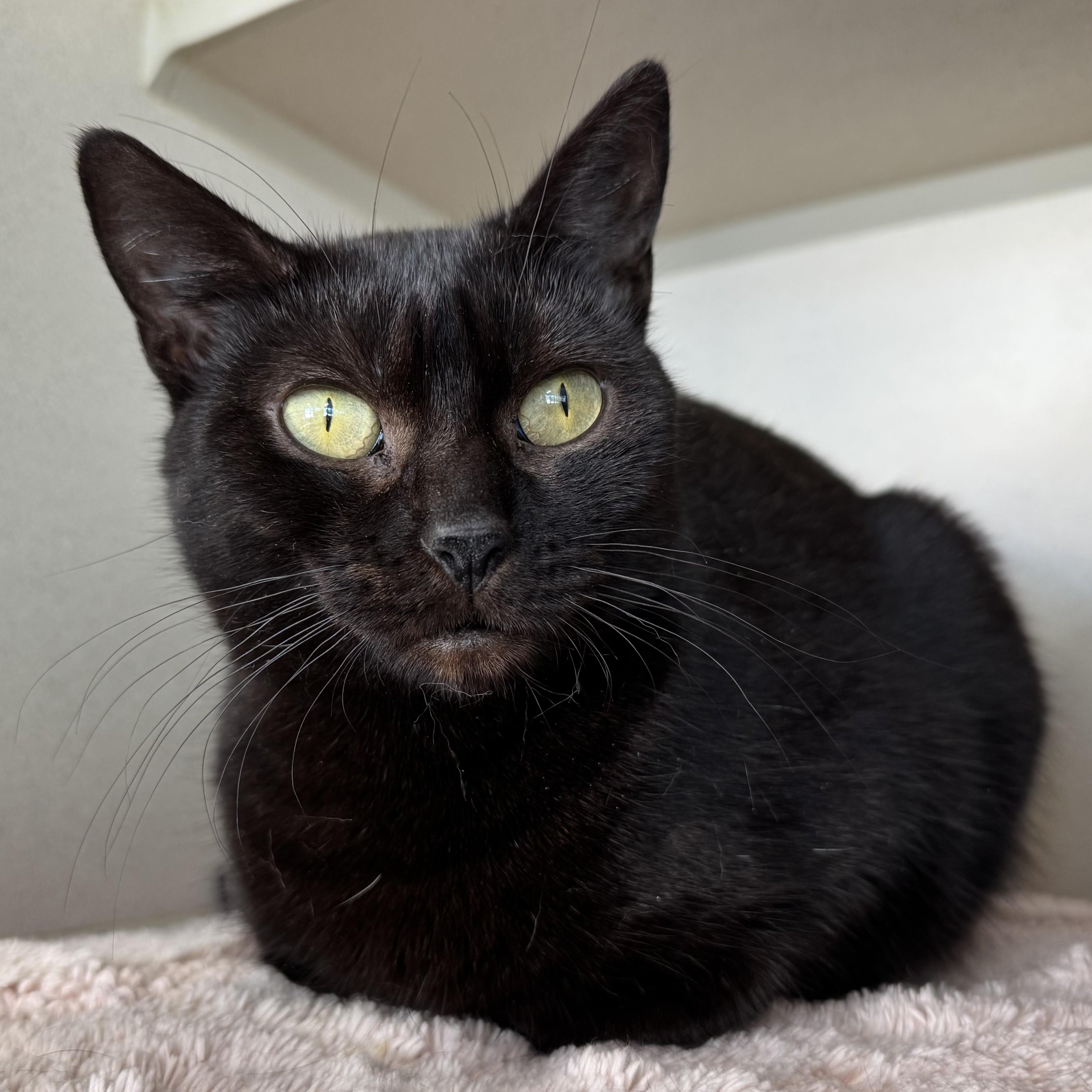 Enlarge Sharpei, a ADOPTABLE Domestic Short Hair in Eatontown, NJ image 6/6