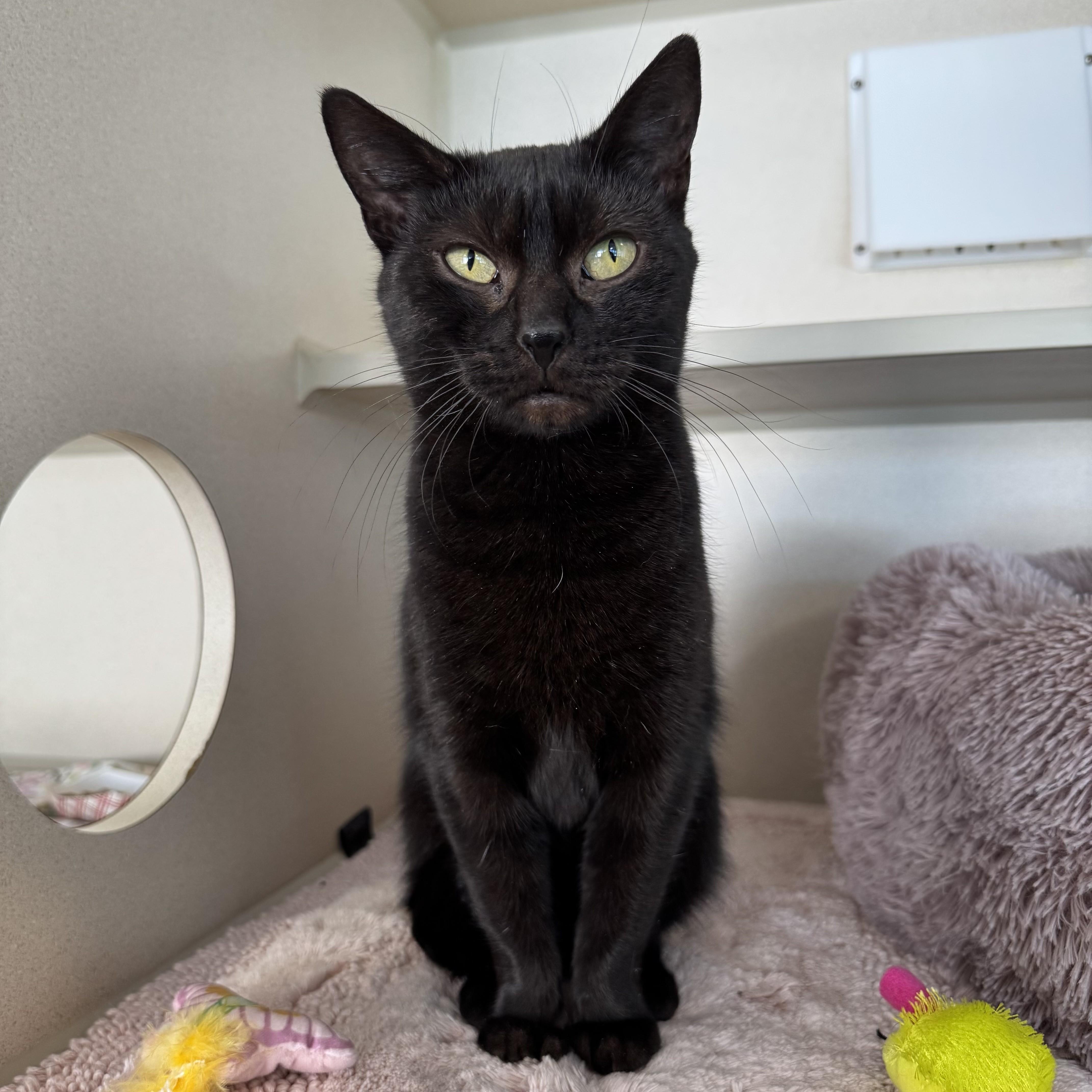 Enlarge Sharpei, a ADOPTABLE Domestic Short Hair in Eatontown, NJ image 3/6