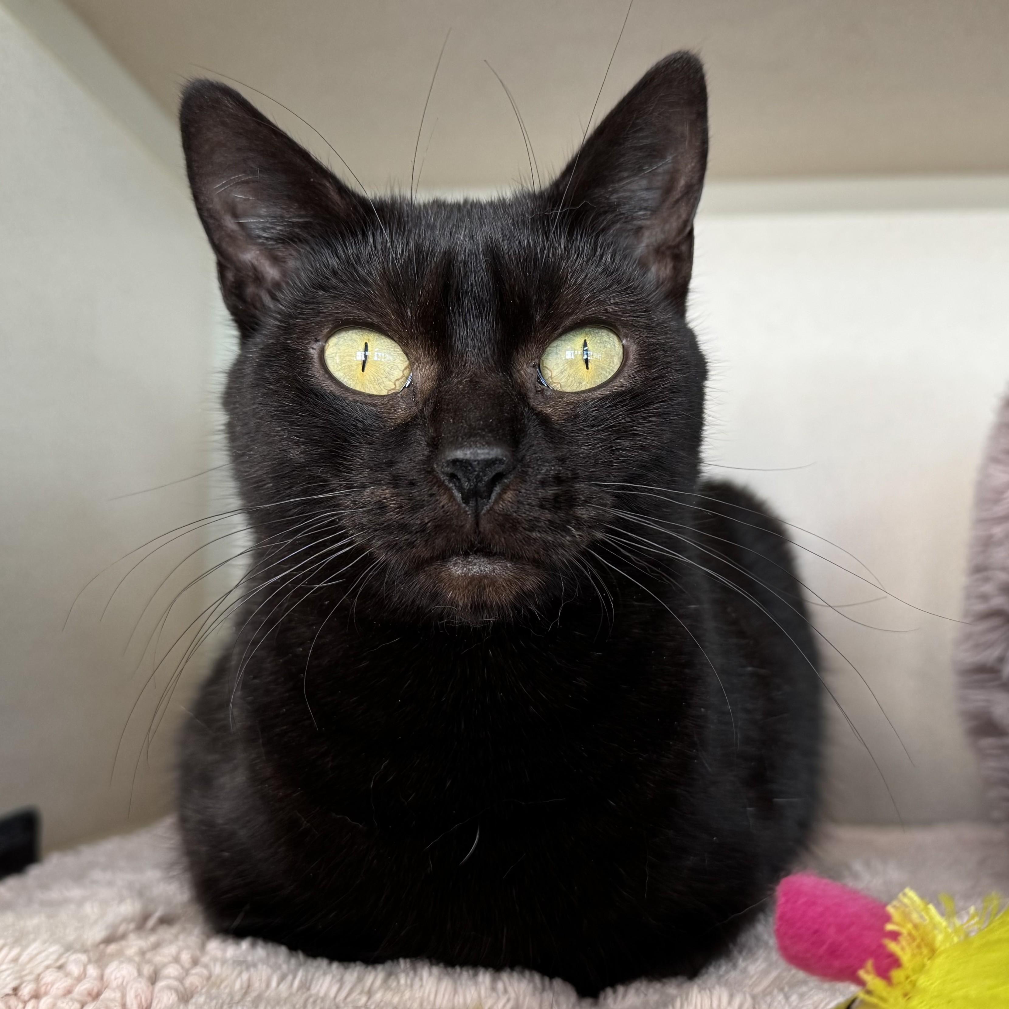 Enlarge Sharpei, a ADOPTABLE Domestic Short Hair in Eatontown, NJ image 4/6